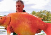 Atrapan a un pez dorado de 30 kg en Francia Pez