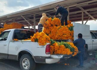 Venta de flor de temporada deja 124 mdp en Atlixco