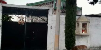 Balean a hombre en violento robo a vivienda de San Aparicio hombre