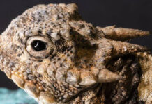 Incluyen al lagarto corunudo en lista de especies para regular su comercio lagarto