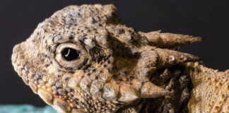 Incluyen al lagarto corunudo en lista de especies para regular su comercio lagarto