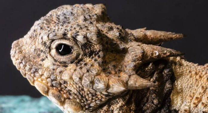 lagarto