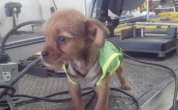 Mecánicos rescatan a perrito que fue lanzado de coche en movimiento mecánicos