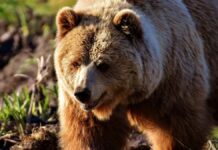 Captan a oso ‘bailando’ en universidad de Nuevo León oso