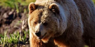 Captan a oso ‘bailando’ en universidad de Nuevo León oso