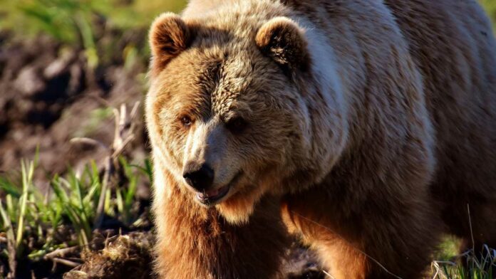 oso oso