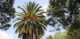 ¿Palmeras o Fresnos? Ayuntamiento reforestará Avenida Juárez palmeras