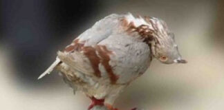 ¿Palomas zombies? Silencioso virus afecta a aves de Reino Unido palomas