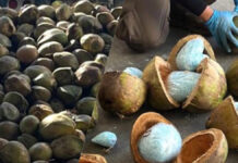 FGR decomisa 300 kilos de fentanilo ocultos ¡en cocos! FGR