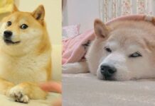 Kabosu, la perrita de los memes, está delicada de salud Kabosu