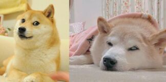 Kabosu, la perrita de los memes, está delicada de salud Kabosu