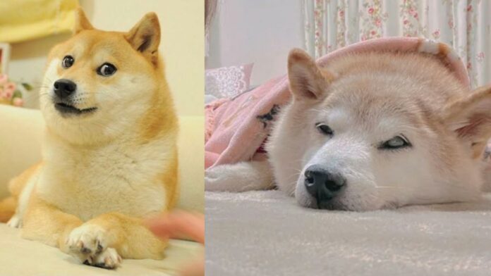 Kabosu