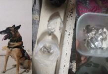 Perros policías detectan drogas en penales de Cholula y Tepexi