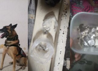 Perros policías detectan drogas en penales de Cholula y Tepexi