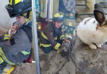 Explosión por fuga de gas deja una mujer y 3 animales heridos en Caleras