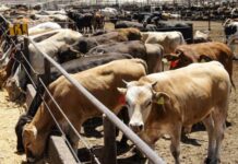 Puebla no tiene casos de rabia bovina: SDR