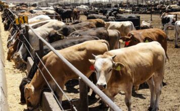 Puebla no tiene casos de rabia bovina: SDR