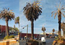 Comuna retirará palmeras en El Alto por “amarillamiento letal”