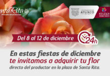 Venta de flor de temporada del 8 al 12 de diciembre en Atlixco flor