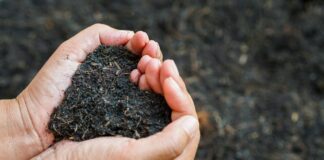 Nueva York aprueba ley para realizar composta de restos humanos