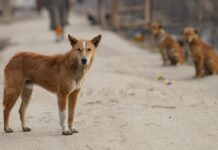 FGE investiga envenenamiento de perros en Paseos Castillotla FGE