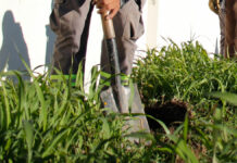 INAH niega permiso para reforestar la “Calle de los Dulces” INAH
