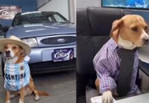 Perritos rescatados ‘venden’ autos en agencia de Argentina Perritos