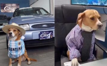 Perritos rescatados ‘venden’ autos en agencia de Argentina Perritos