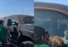 Mujer usa los celos para rescatar a su perra atrapada dentro del auto