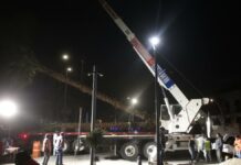Ayuntamiento de Puebla planta palmeras en Avenida Juárez y Paseo Bravo