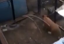 Detectan a presunto león enjaulado en casa de Balcones del Sur León