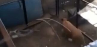 Detectan a presunto león enjaulado en casa de Balcones del Sur León