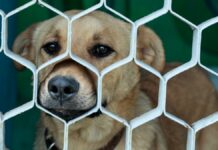 Medio Ambiente llama a Reyes Magos a no regalar perritos Perritos