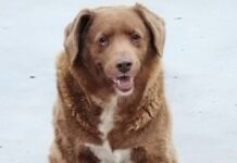 Bobi, el perro más viejo del mundo ¡Tiene 30 años! Bobi