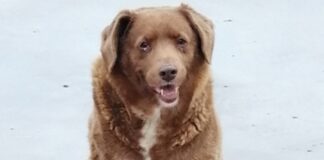 Bobi, el perro más viejo del mundo ¡Tiene 30 años! Bobi