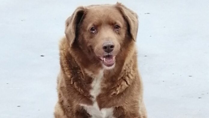 Bobi