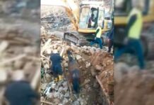 Rescatan a caballo a 21 días de sismos en Turquía caballo
