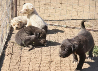 Bienestar Animal ha atendido 115 casos de maltrato en lo que va del año Cholula
