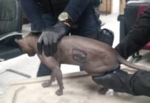 Rescatan a gato egipcio tatuado de Cereso de Ciudad Juárez