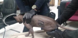 Rescatan a gato egipcio tatuado de Cereso de Ciudad Juárez