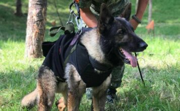 Revelan causas de la muerte de Proteo, perro rescatista que murió en Turquía