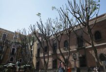 Sancionarán a empresa por poda de árboles de Plaza La Democracia