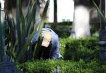 Ayuntamiento busca certificar a empresas para evitar poda desmedida de árboles
