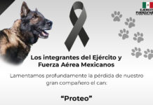 Muere Proteo, perro rescatista del Ejército Mexicano en Turquía