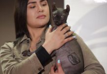 Ponen en adopción al gato egipcio tatuado del Cereso de Chihuahua Gato egipcio