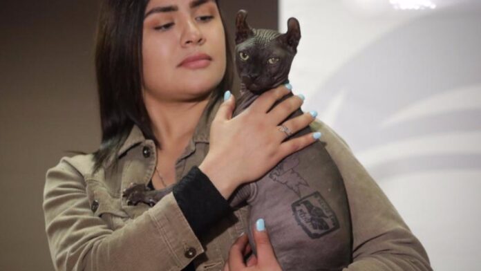 Gato egipcio