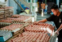 Precio del huevo podría bajar hasta inicios de marzo Huevo