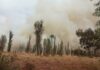 Incendio consume 10 hectáreas de Parque Ecológico de Xochimilco Incendio