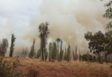 Incendio consume 10 hectáreas de Parque Ecológico de Xochimilco Incendio