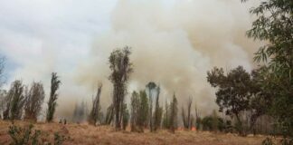Incendio consume 10 hectáreas de Parque Ecológico de Xochimilco Incendio